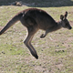 An Australian kangaroo.